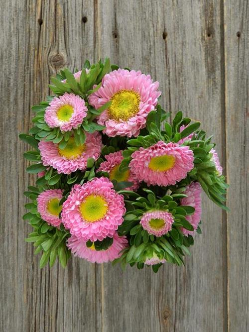 MATSUMOTO PINK ASTER